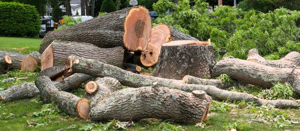 How Our Tree Care Process Works  in  Barnesville, MN